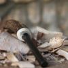 Firesteel manche bois de renne