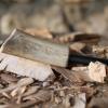 Firesteel manche bois de renne