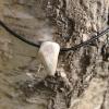 Pendentif en bois de renne