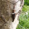 Pendentif en bois de renne