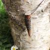 Pendentif en bois de renne
