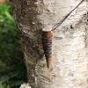 Pendentif en bois de renne