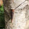 Pendentif en bois de renne