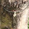 Pendentif en bois de renne