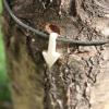 Pendentif en bois de renne