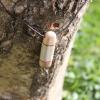 Pendentif en bois de renne et boulot madré