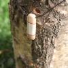 Pendentif en bois de renne et boulot madré