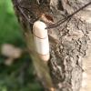 Pendentif en bois de renne et boulot madré