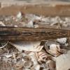 Firesteel manche bois de cerf