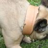 Collier pour chien