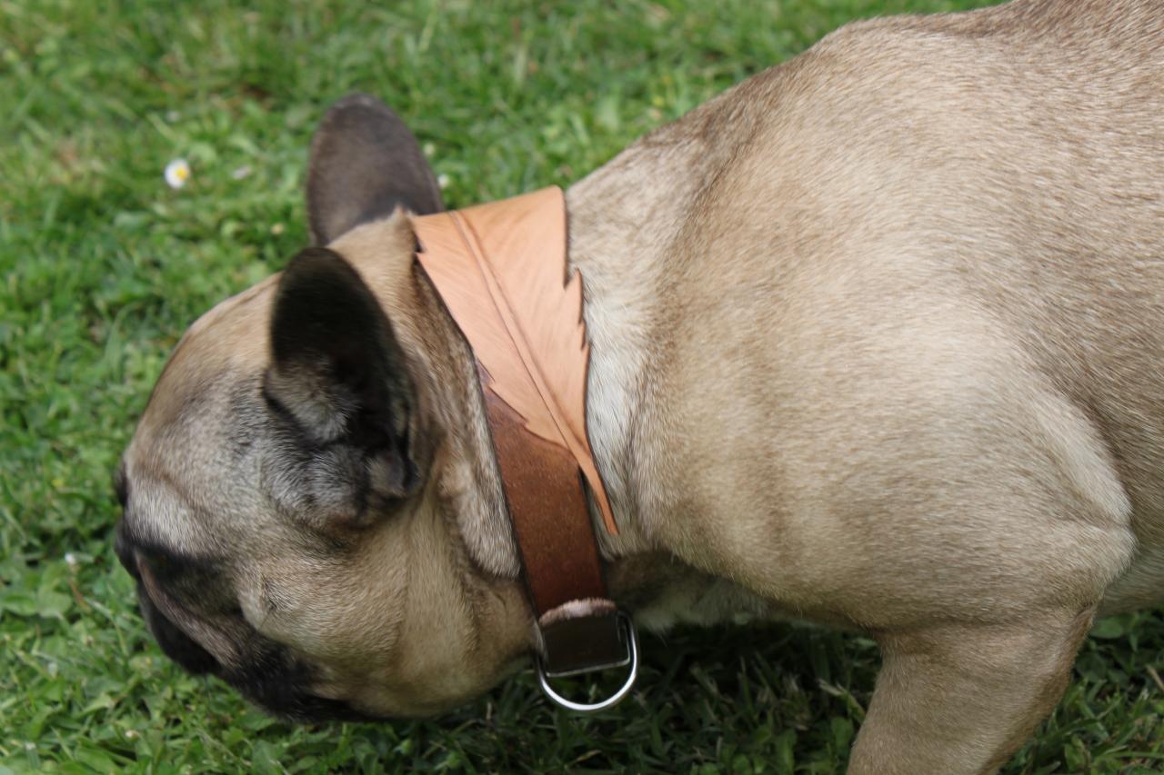 Collier pour chien