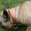 Collier pour chien