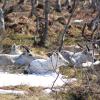 Rennes et bébé sur la route sauvage
