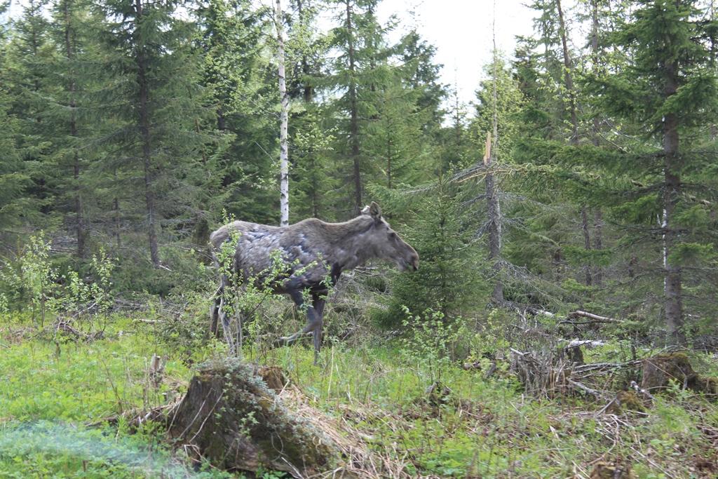 Elan en Norvège